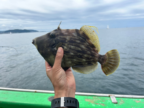 カワハギの釣果