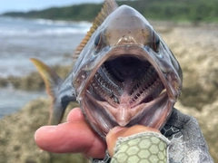 イシフエダイの釣果