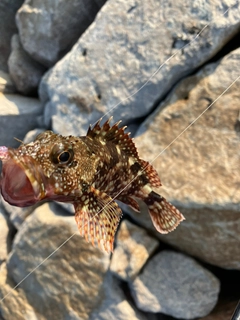 カサゴの釣果