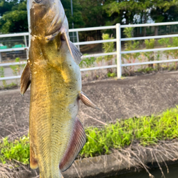 アメリカナマズ