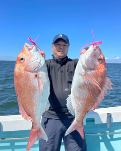 マダイの釣果