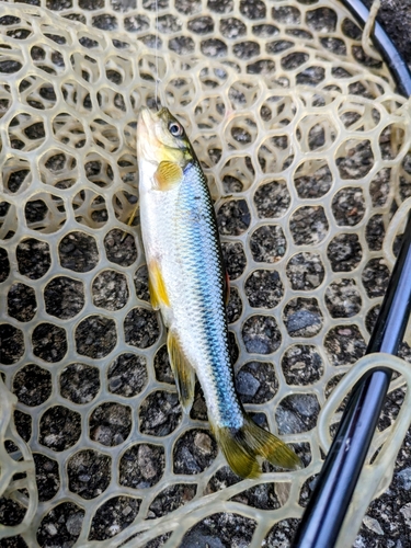 カワムツの釣果