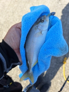 ショゴの釣果