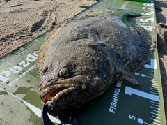 ヒラメの釣果