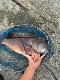 コブダイの釣果