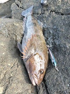 アイナメの釣果