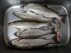 サクラマスの釣果