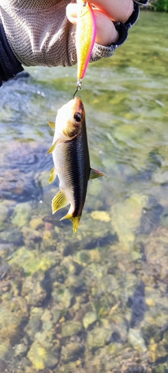 カワムツの釣果