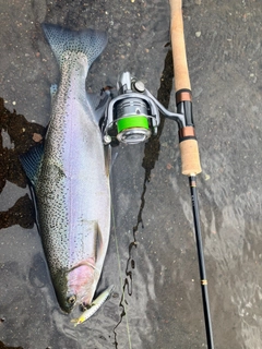 ニジマスの釣果