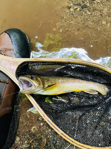 イワナの釣果