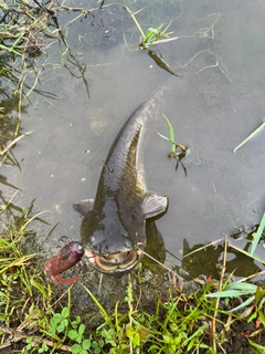 ナマズの釣果