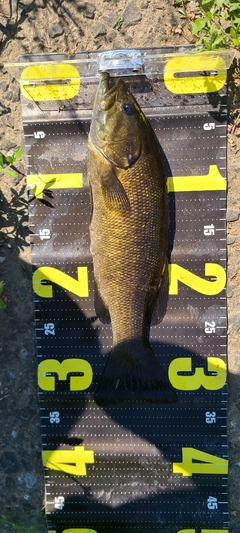 スモールマウスバスの釣果