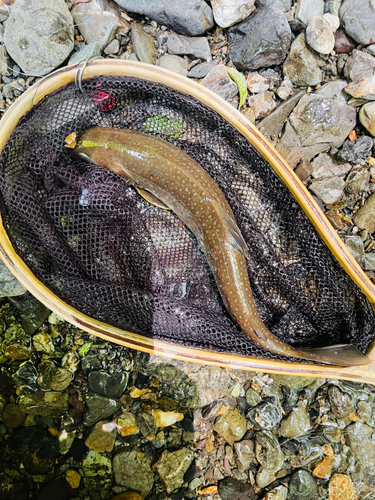 イワナの釣果