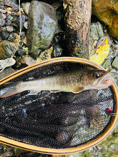 イワナの釣果