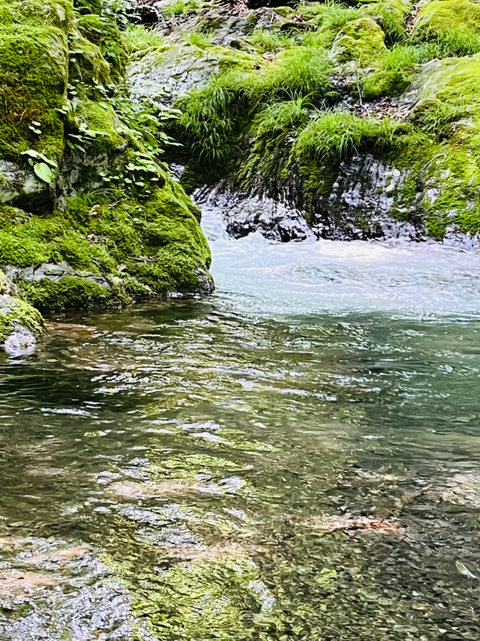 イワナ