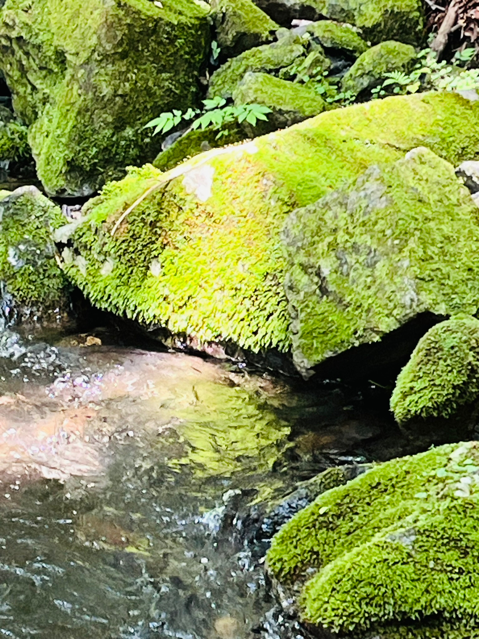 イワナ