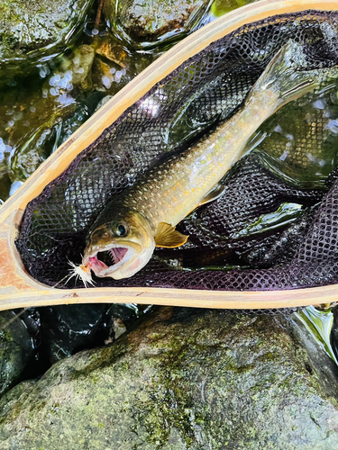 イワナの釣果