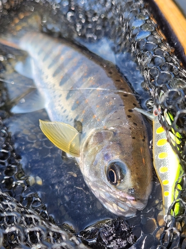 アマゴの釣果