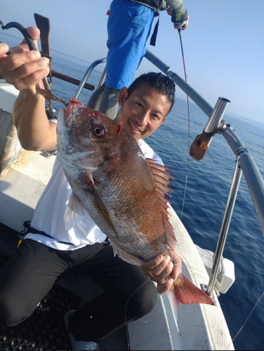 マダイの釣果