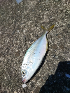 シマアジの釣果