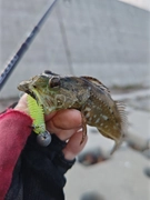 アナハゼの釣果