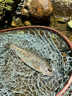 ニジマスの釣果