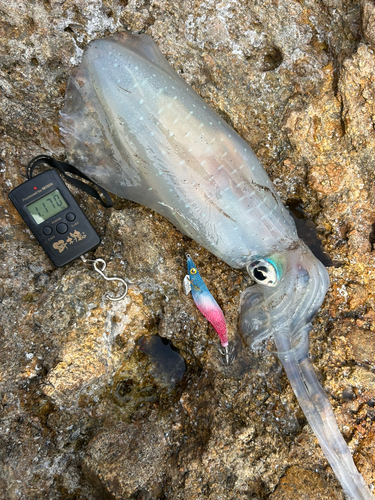 アオリイカの釣果