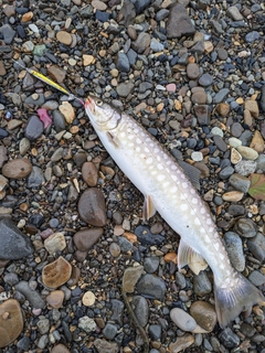 アメマスの釣果