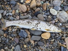 アメマスの釣果