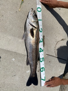 シーバスの釣果