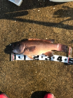 コブダイの釣果