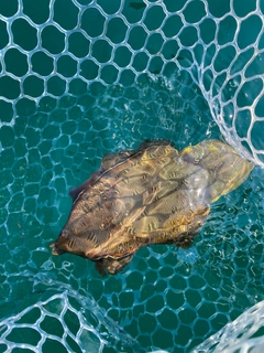 モンゴウイカの釣果