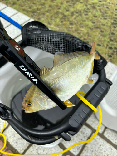 ショゴの釣果