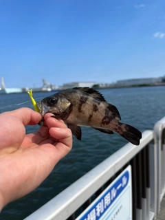 シロメバルの釣果