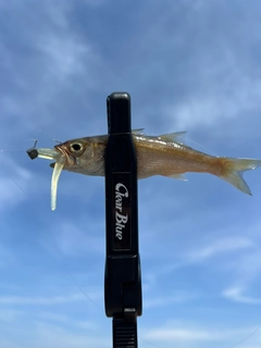 クロムツの釣果