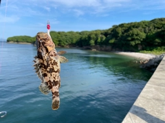 タケノコメバルの釣果