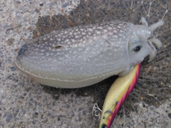 シリヤケイカの釣果