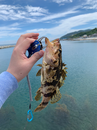 タケノコメバルの釣果