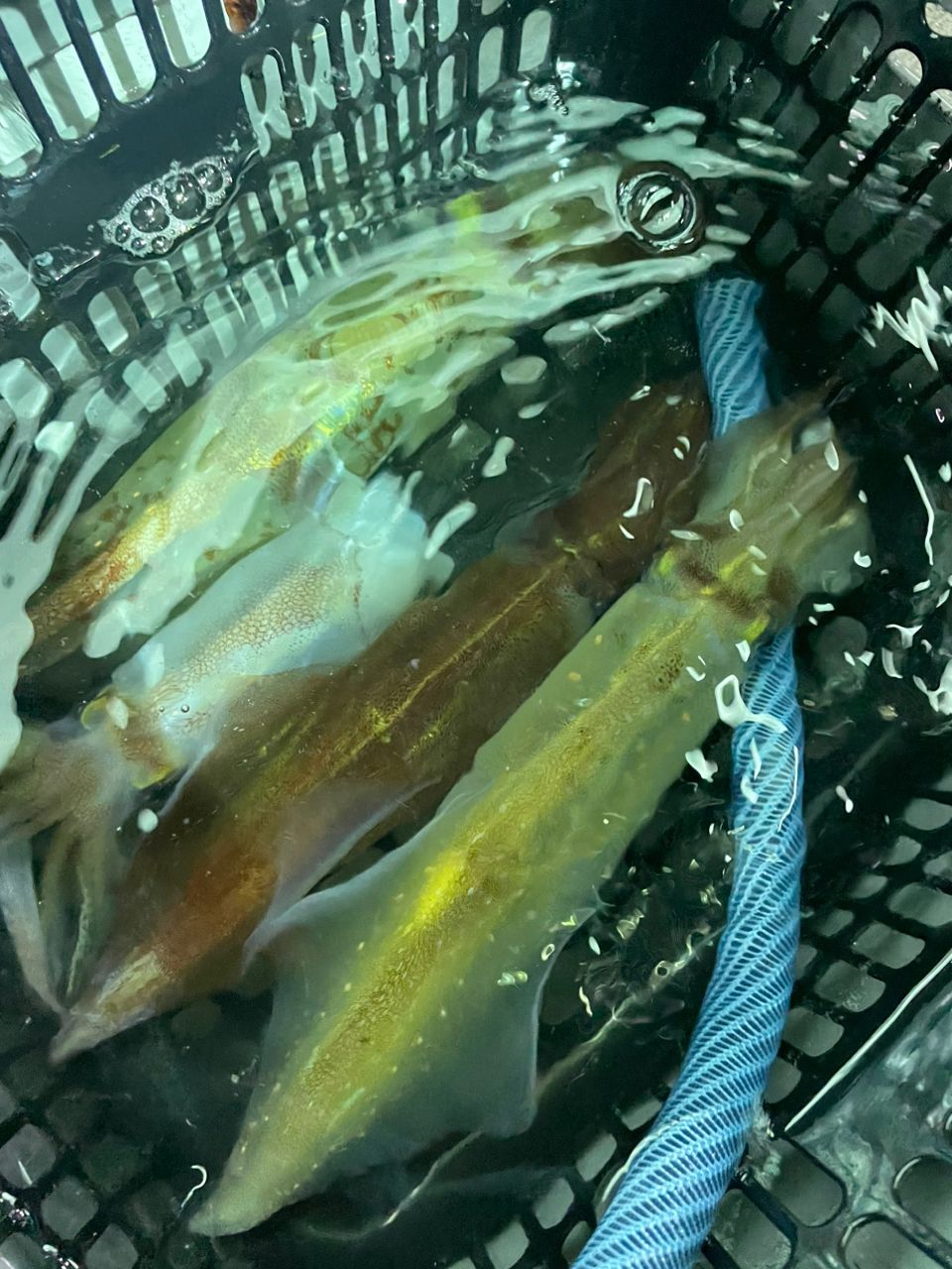 ちび武さんの釣果 2枚目の画像