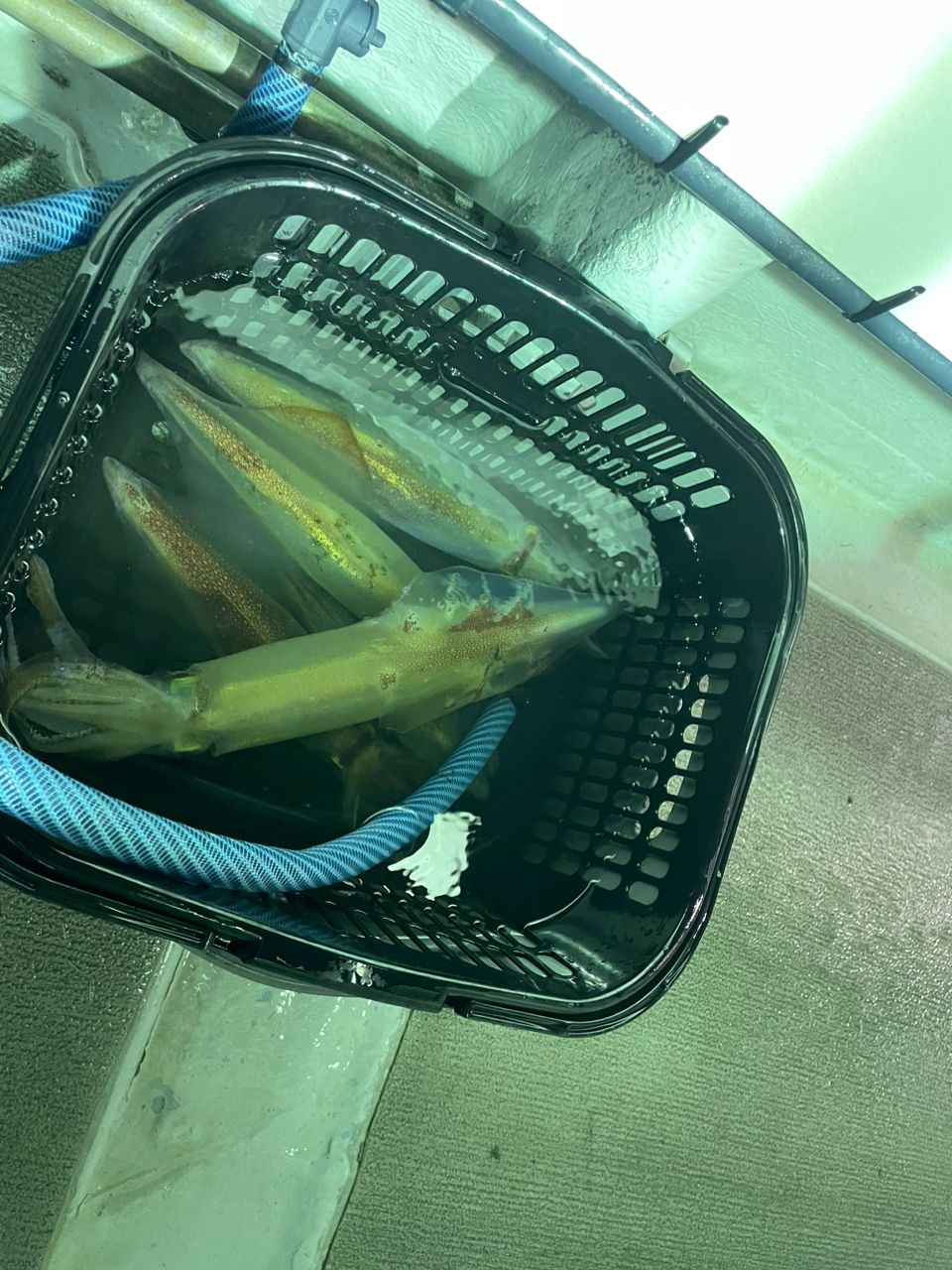 ちび武さんの釣果 3枚目の画像