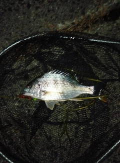キビレの釣果