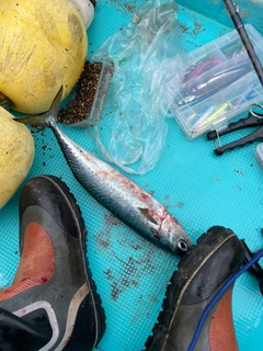 サバの釣果