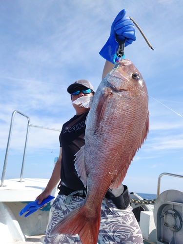 マダイの釣果