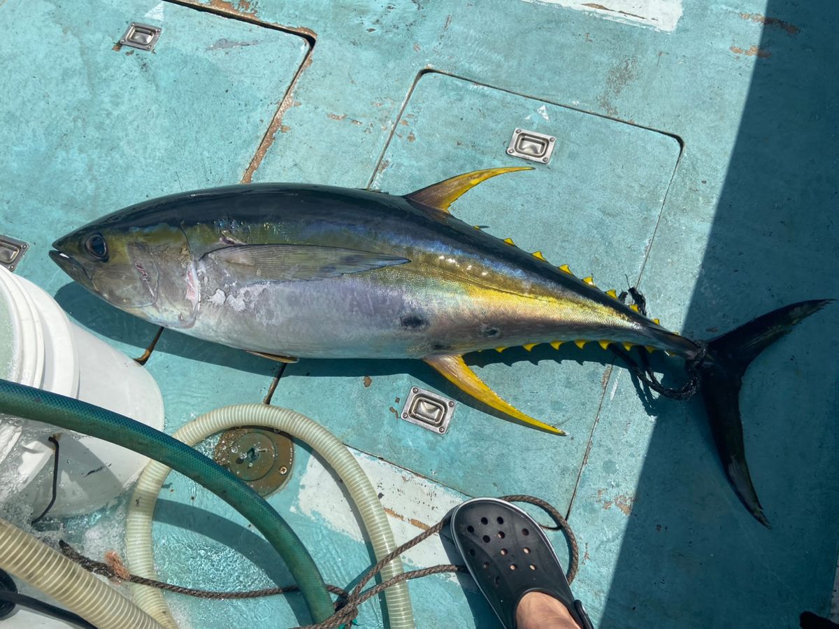 小八幡調査隊87号さんの釣果 3枚目の画像
