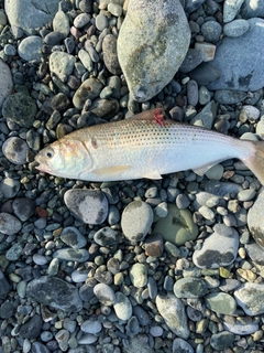 コノシロの釣果