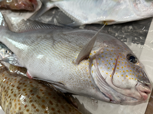 コロダイの釣果