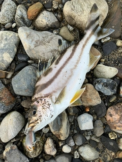 コトヒキの釣果