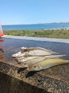 キスの釣果