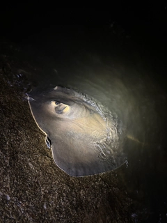 アカエイの釣果