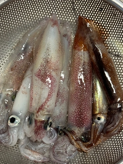 ケンサキイカの釣果